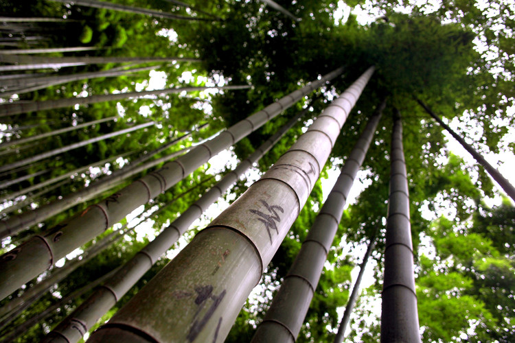 Bambu é “madeira do século 21″