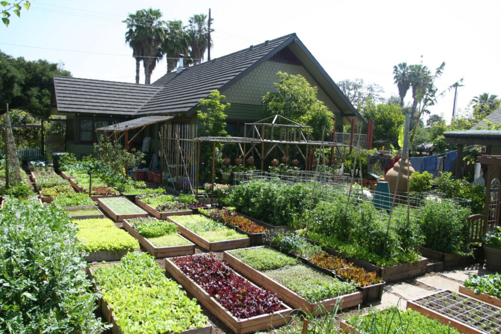 Família que produz horta urbana em 370 metros quadrados