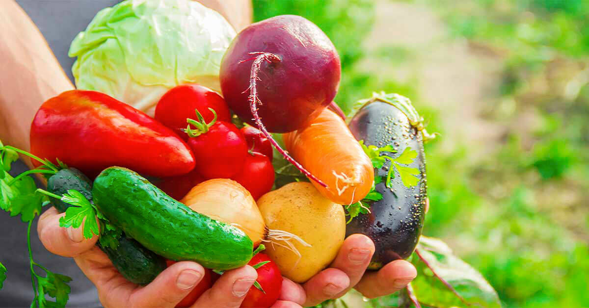 Cultivo de Hortaliças