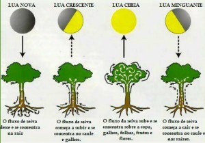 Fases da Lua nas Plantas