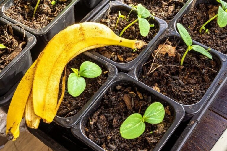 Aprenda a fazer Adubo com cascas de Banana